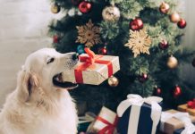dog and christmas