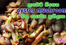oyster mushrooms වල මෙච්චර සෞඛ්ය ප්රතිලාභ තියෙනවා කියලා ඔබ දැනගෙන හිටියද ?
