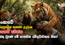 අහුංගල්ල සත්ත්ව උද්යානයේ ඛේදවාචකය